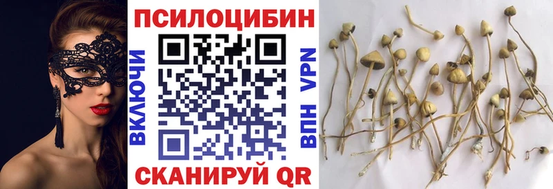 Псилоцибиновые грибы Psilocybe  Сафоново 
